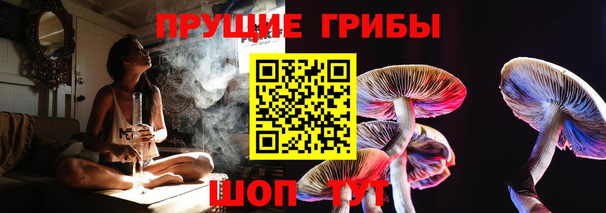 Псилоцибиновые грибы Psilocybine cubensis Видное